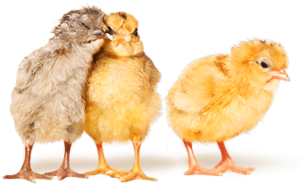 Footer-chicks - what we do