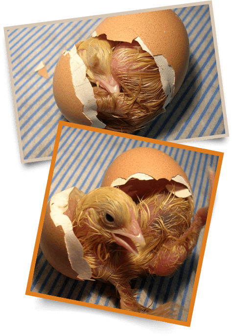 Hatch-image
