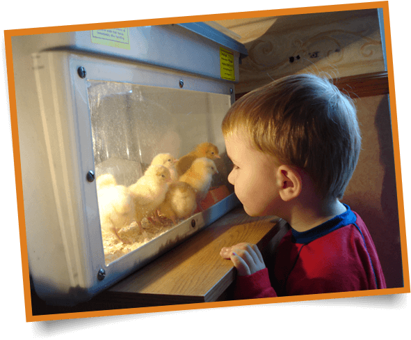 Incubation-image