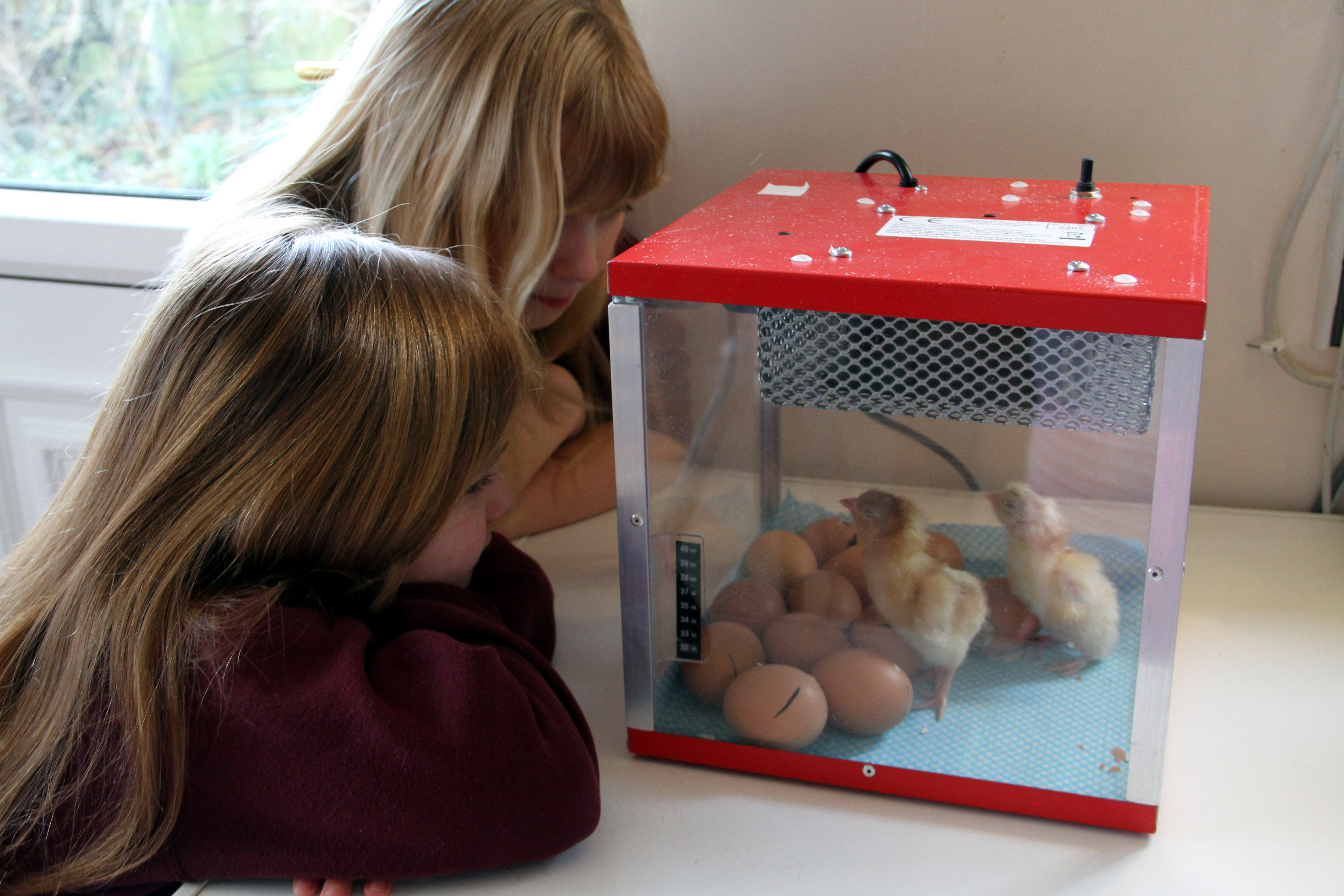 Living Eggs
